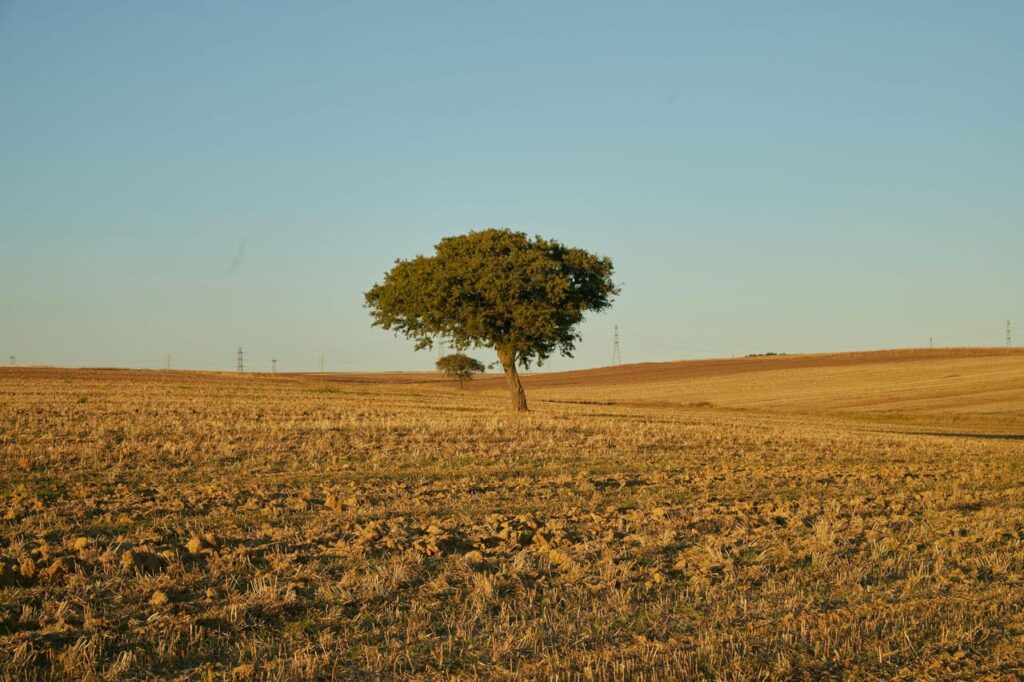Fila de árboles plantados en un campo agrícola de Salta, mostrando la integración de la arboricultura para proteger el suelo.
