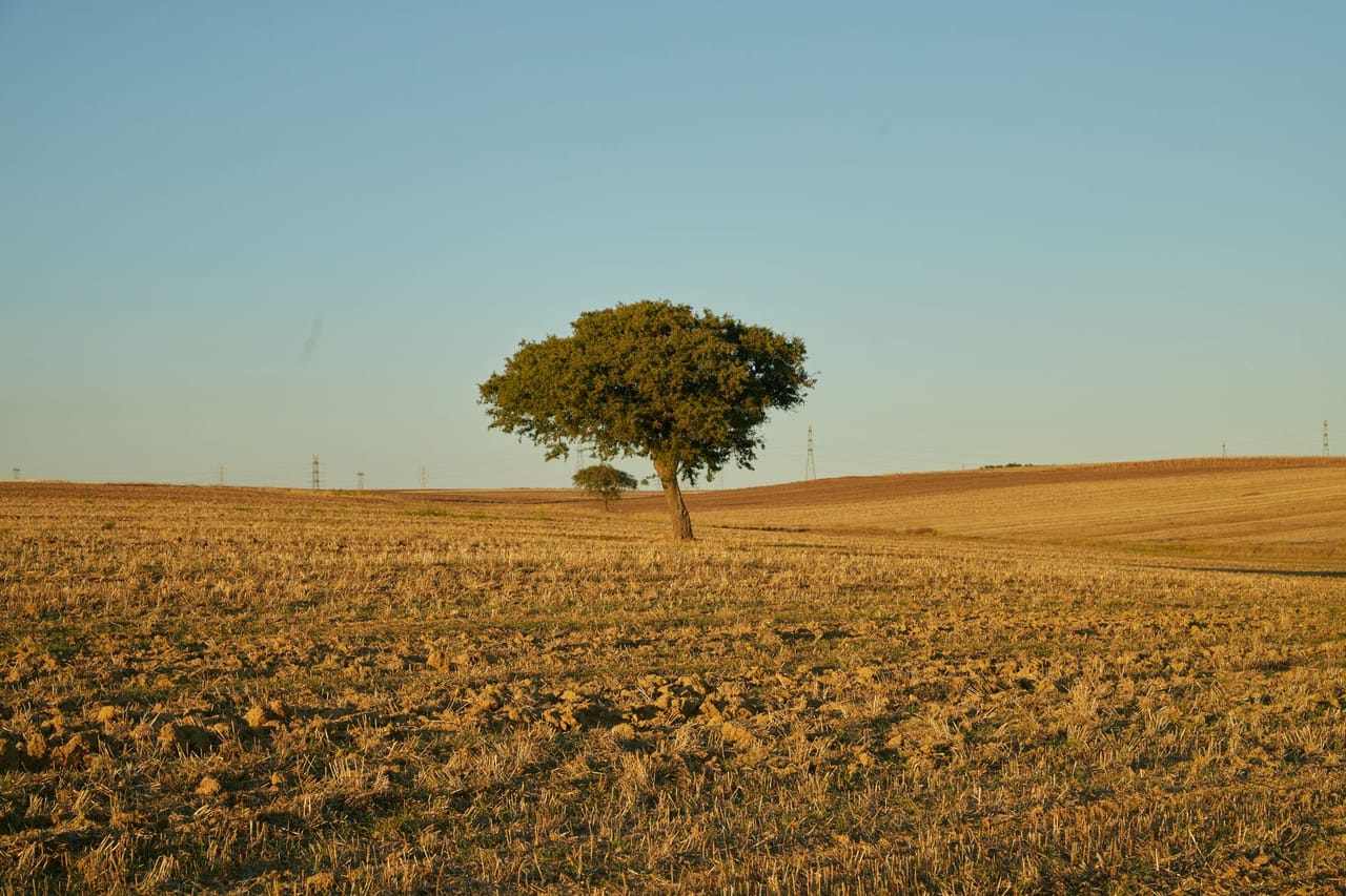 Fila de árboles plantados en un campo agrícola de Salta, mostrando la integración de la arboricultura para proteger el suelo.