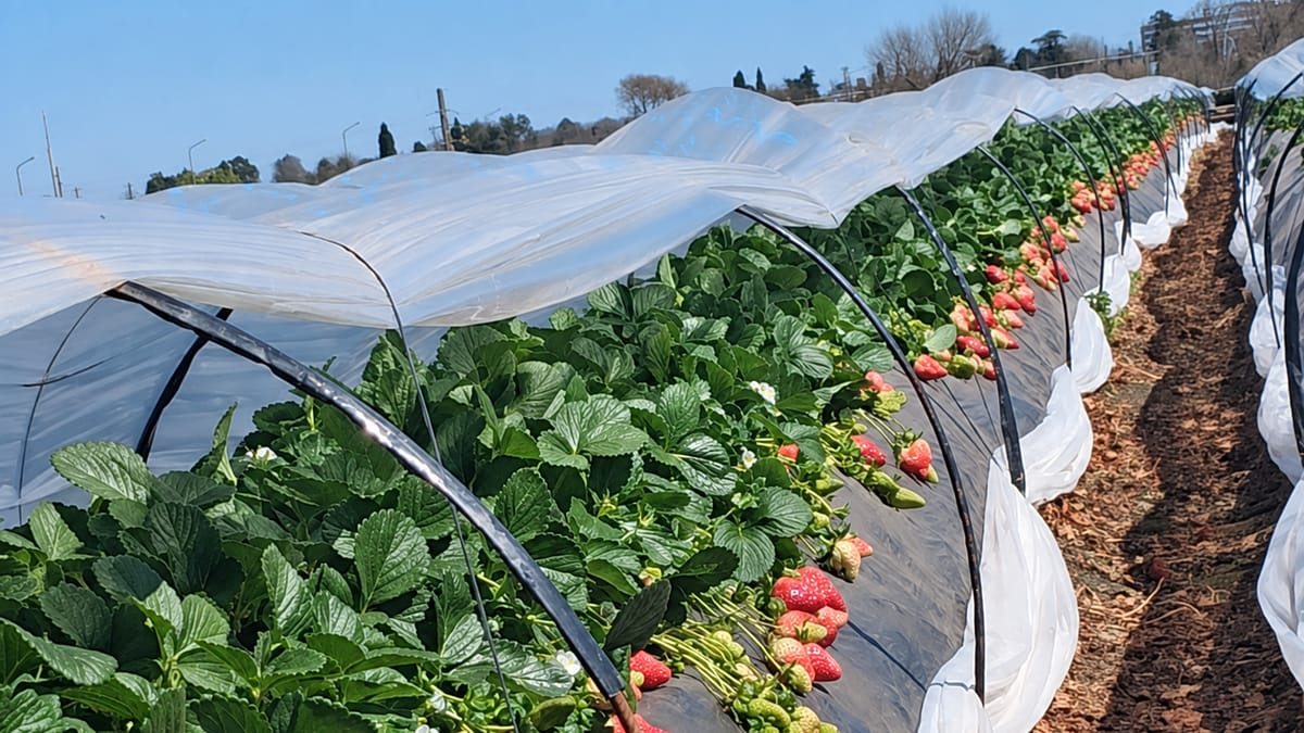 Campo de frutillas en Pergamino con plantas bajo mantas térmicas y mulching negro