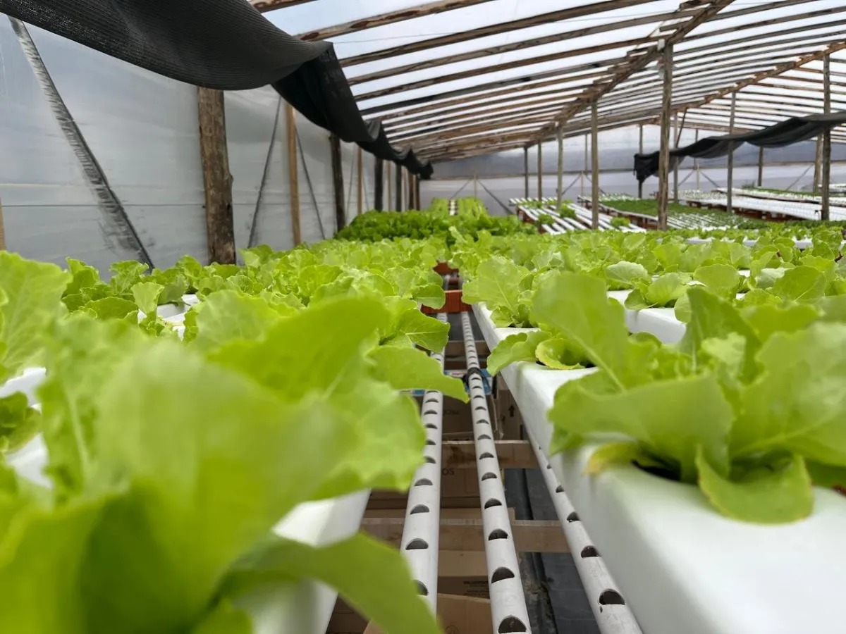 Instalación de hidroponía NFT de Folia Hidrocultivos en el Parque Industrial de Viedma, con filas de caños y plantas verdes bajo cubierta