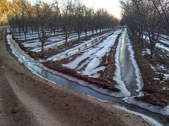 Campo agrícola afectado por heladas con cultivos dañados, representando el contexto de las denuncias de la DCC